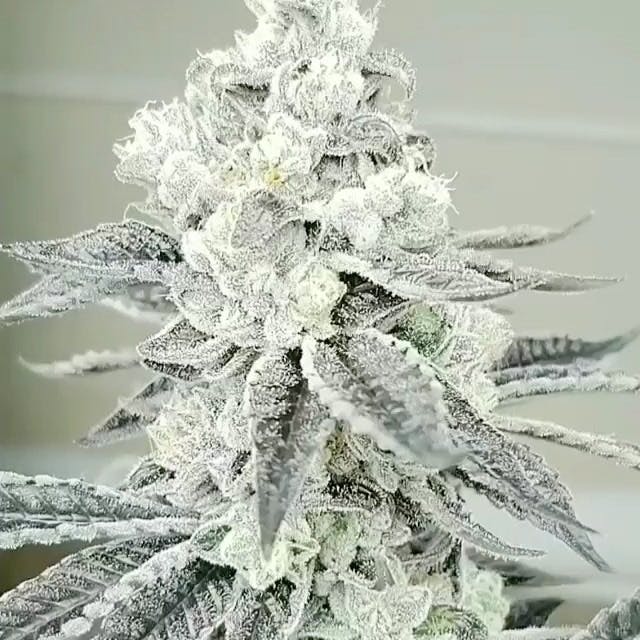 Ghost OG X Trophy Wife - 20.15% THC / <LOQ% CBD
